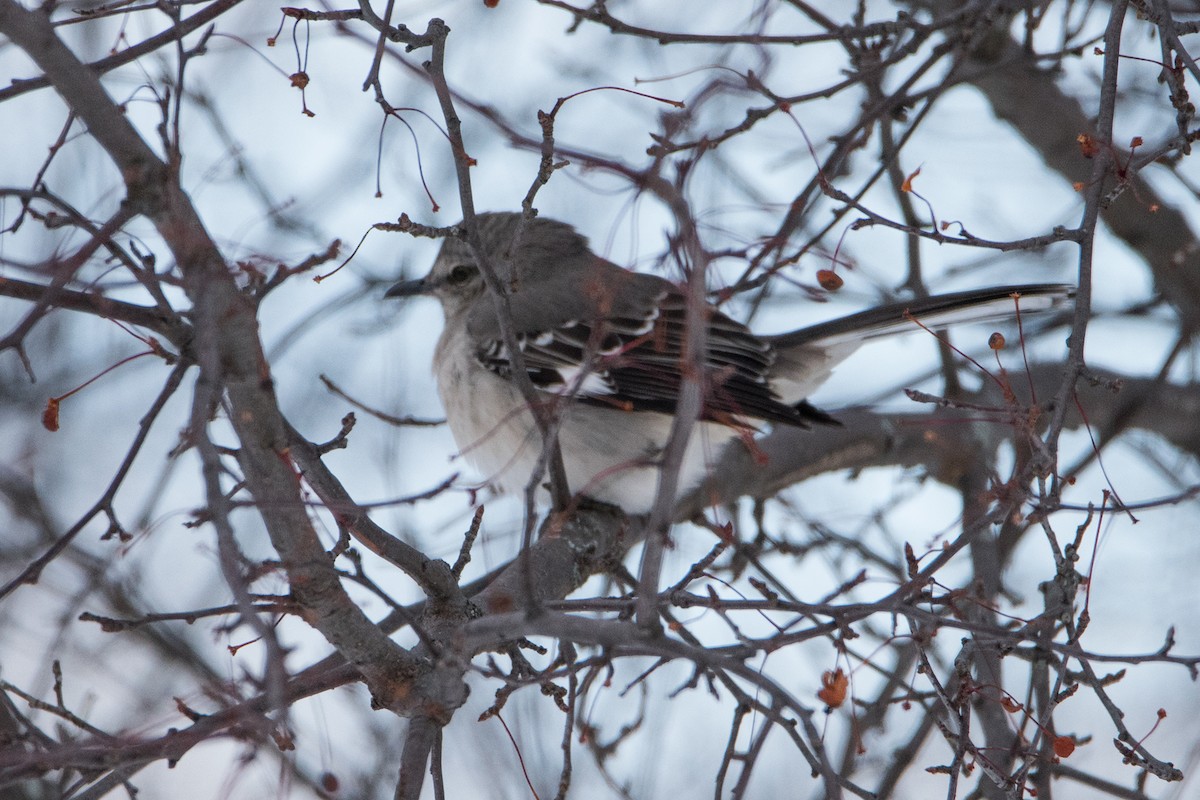 Northern Mockingbird - ML403361691