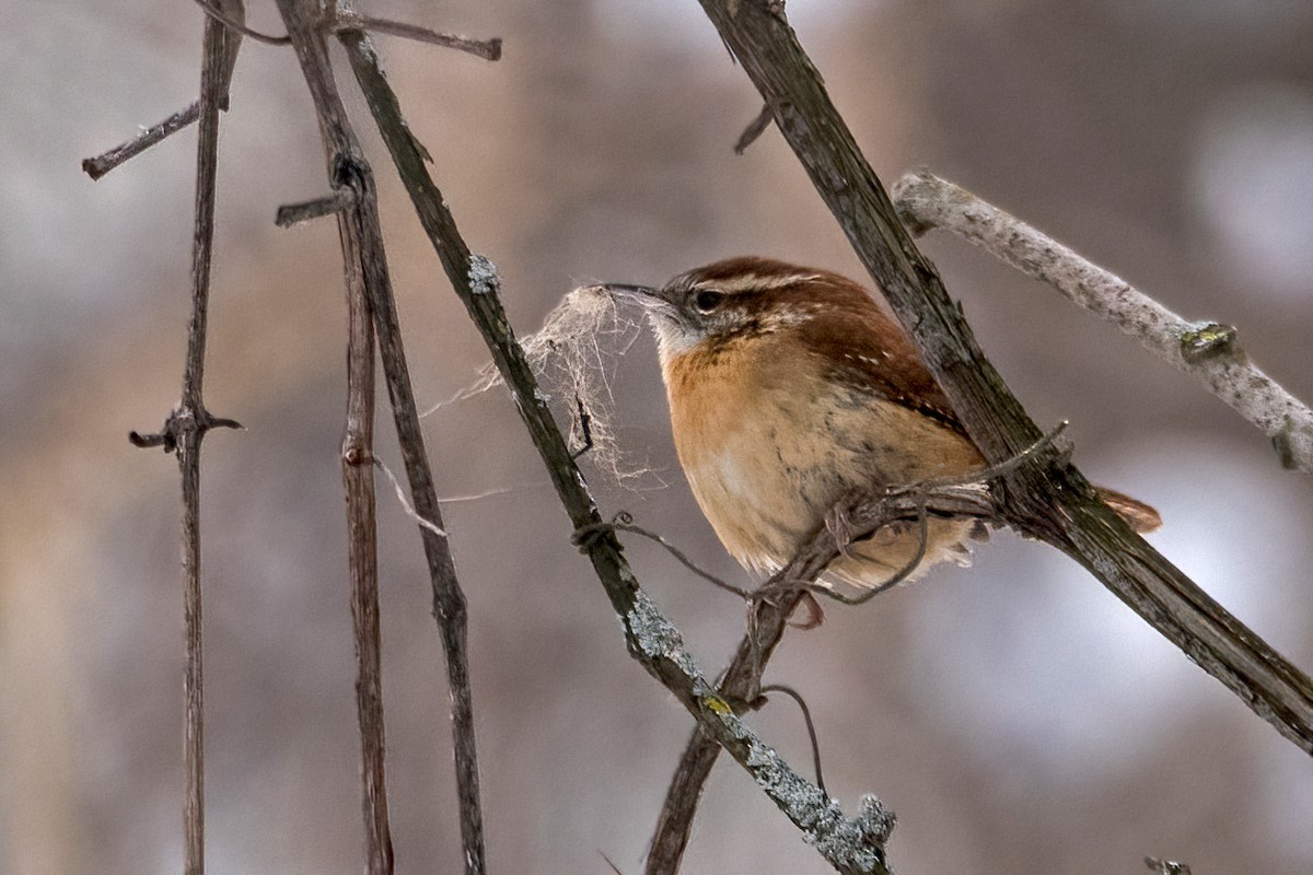 Carolina Wren - ML403362061