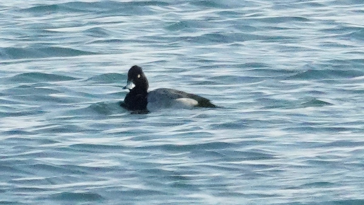 Lesser Scaup - ML403363691