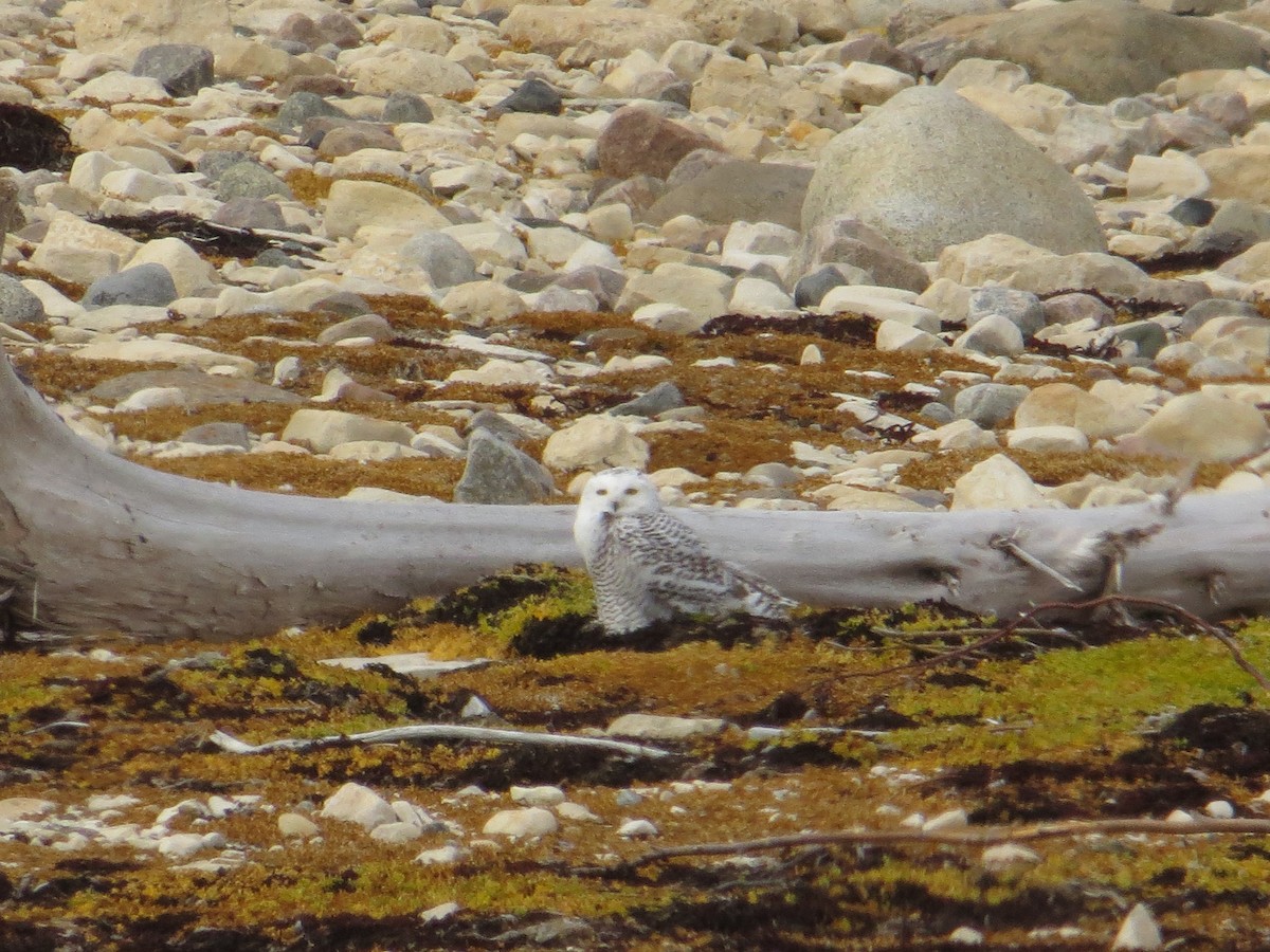 Snowy Owl - ML403363891