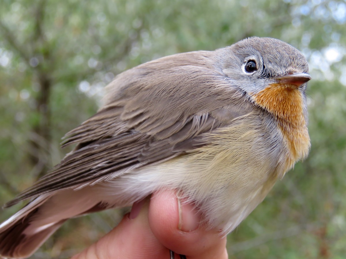 Red-breasted Flycatcher - ML403363911