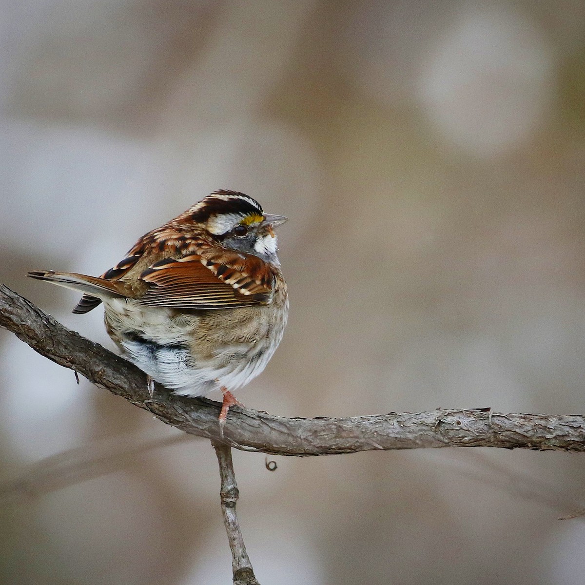White-throated Sparrow - ML403364041