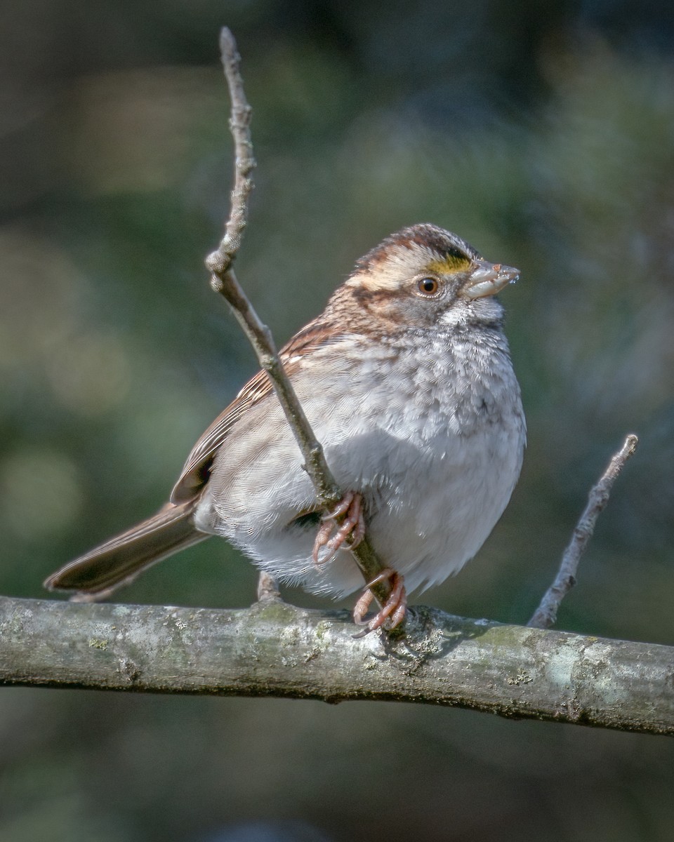 White-throated Sparrow - ML403365031