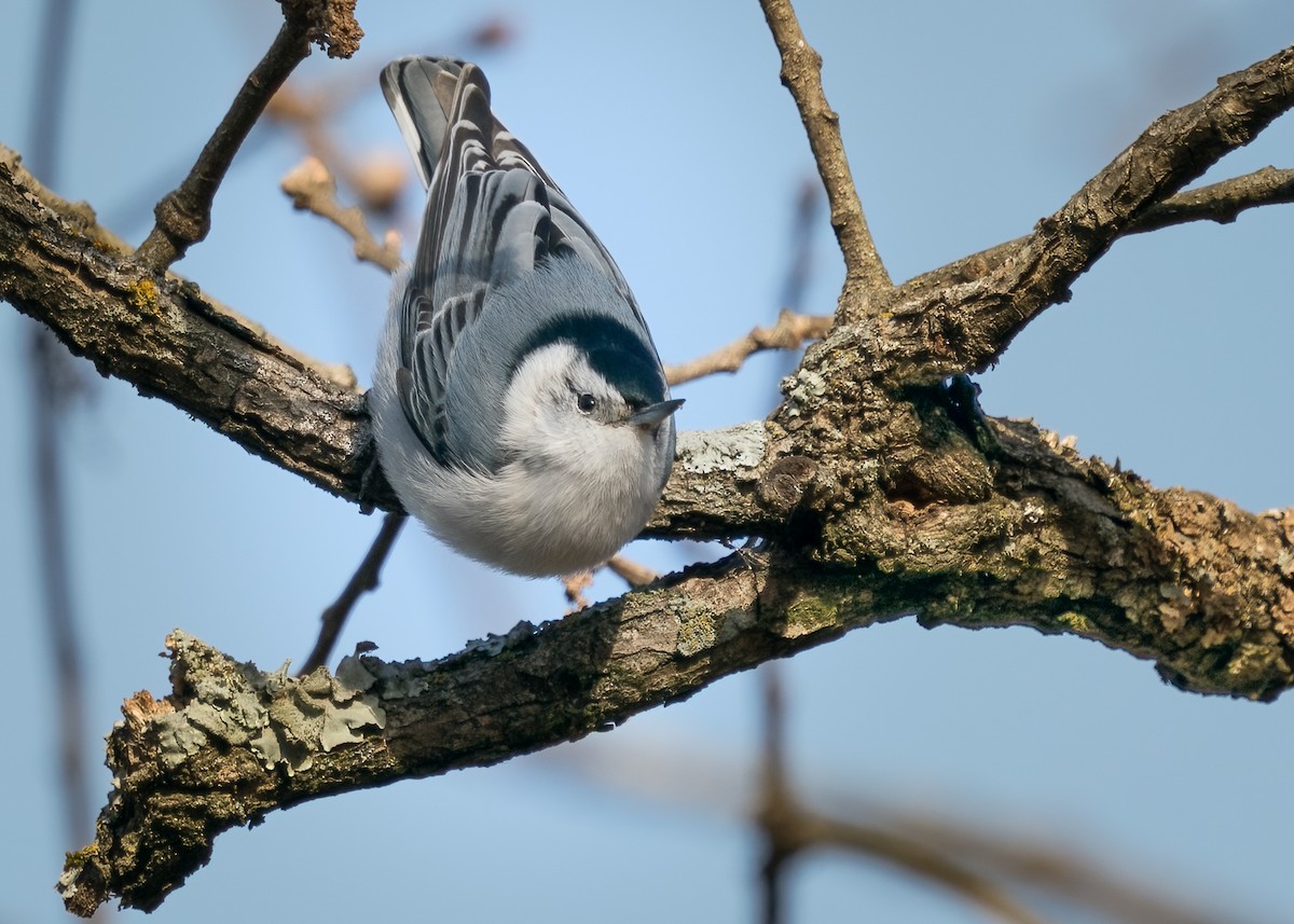 White-breasted Nuthatch - ML403365101