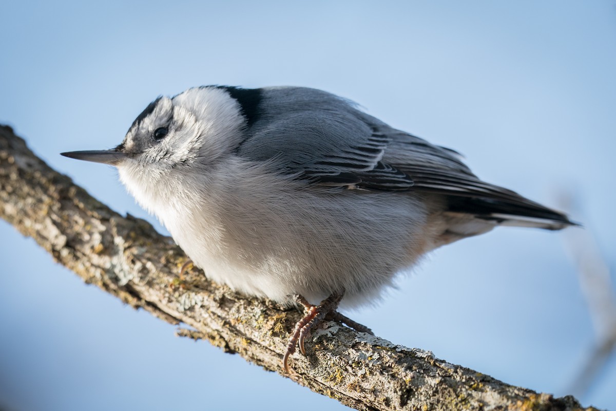 White-breasted Nuthatch - ML403365111