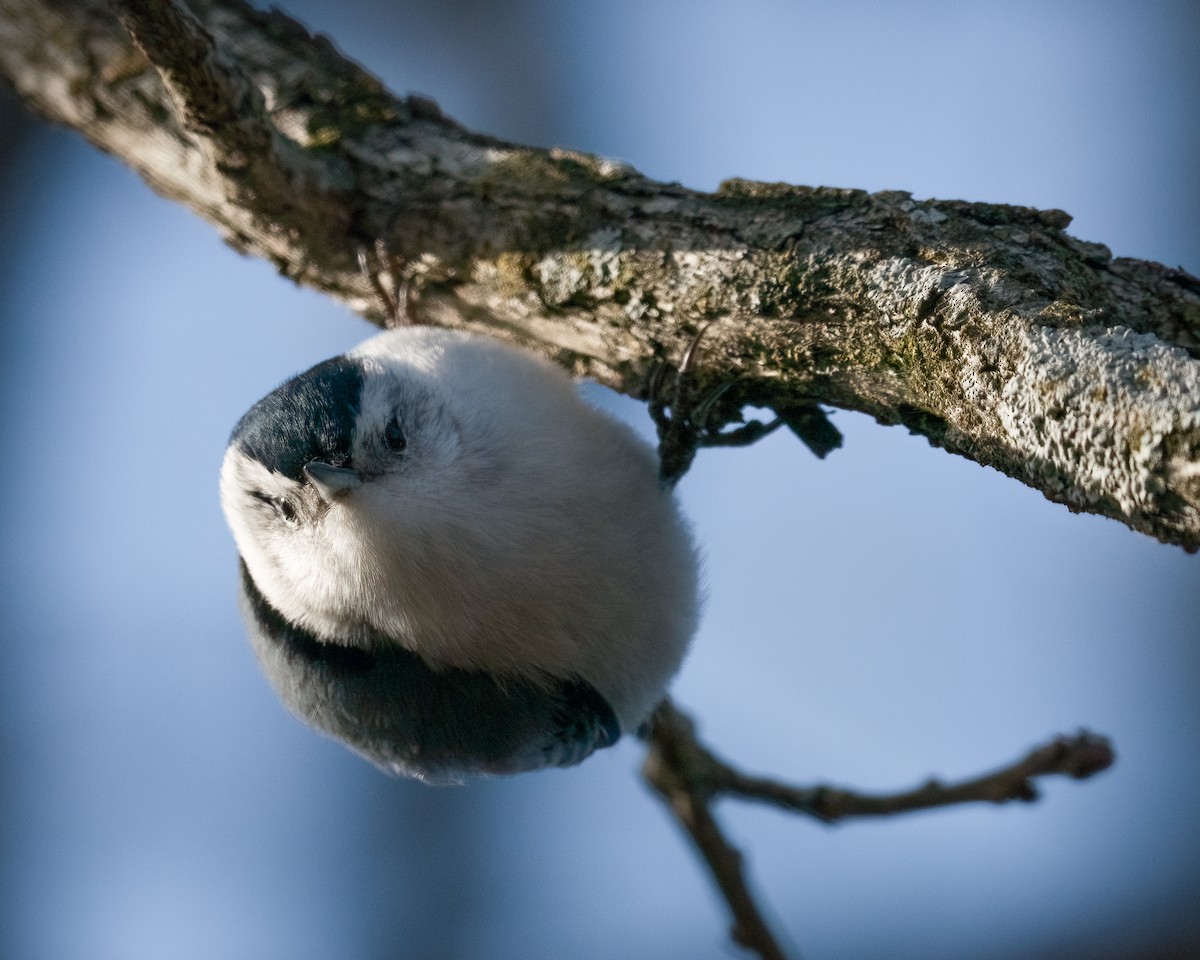 White-breasted Nuthatch - ML403365131