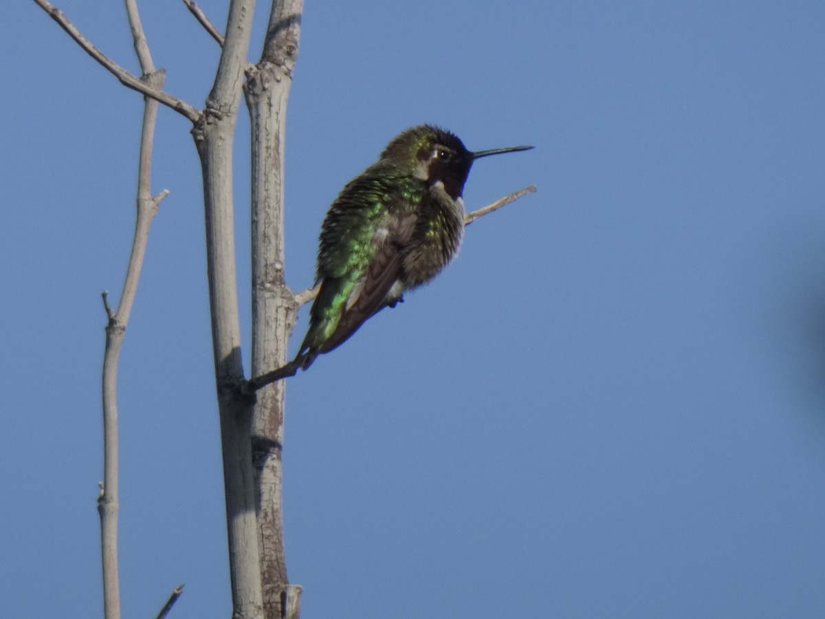 Anna's Hummingbird - Julia Ray