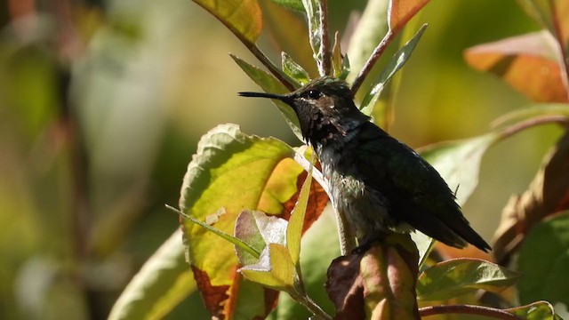Bumblebee Hummingbird - ML403365401
