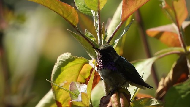 Bumblebee Hummingbird - ML403366211