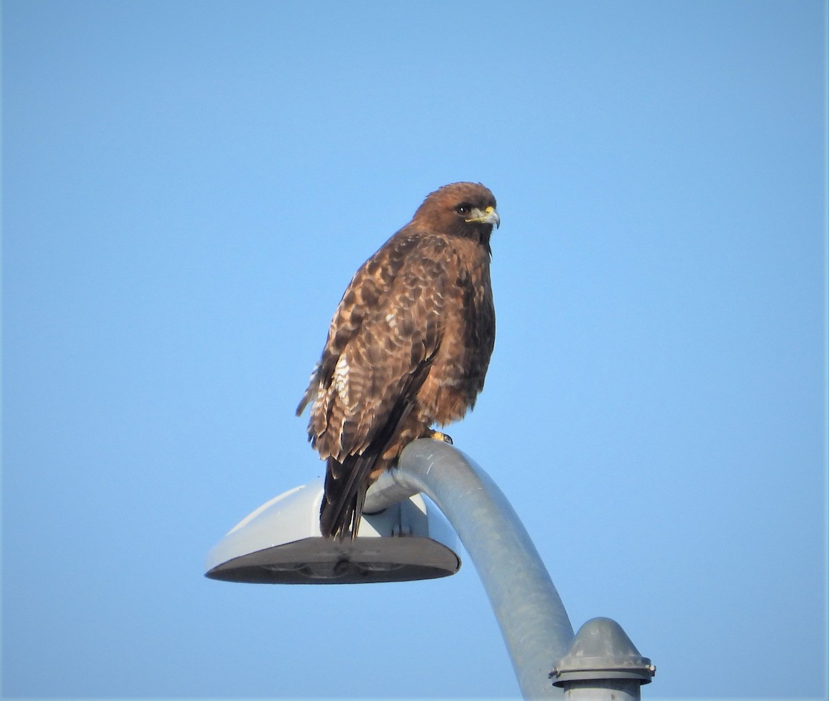 Red-tailed Hawk - ML403366621