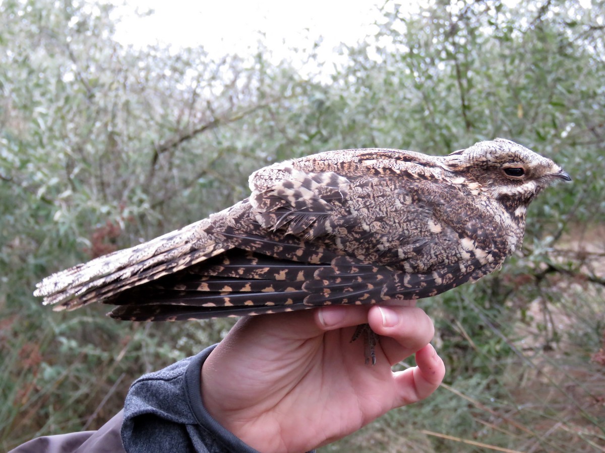 Eurasian Nightjar - ML403366901