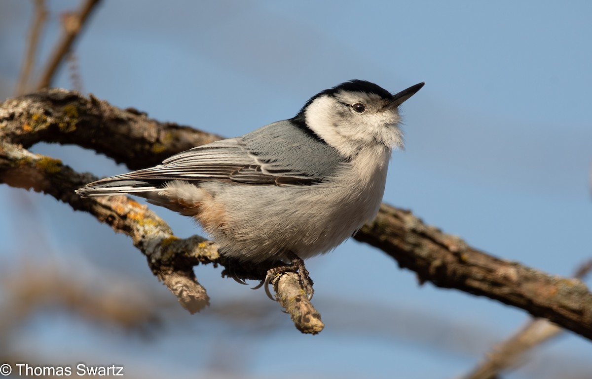 White-breasted Nuthatch - ML403367781