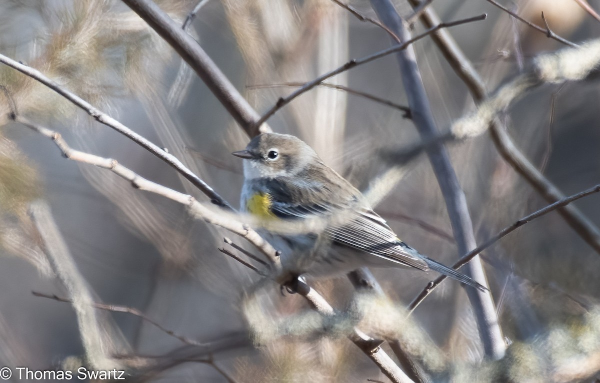 Yellow-rumped Warbler - ML403367801