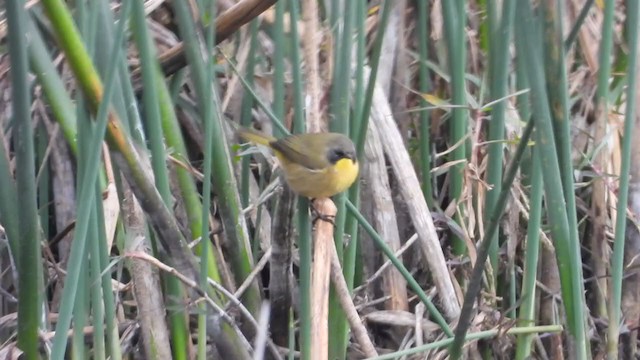 Black-polled Yellowthroat - ML403368381