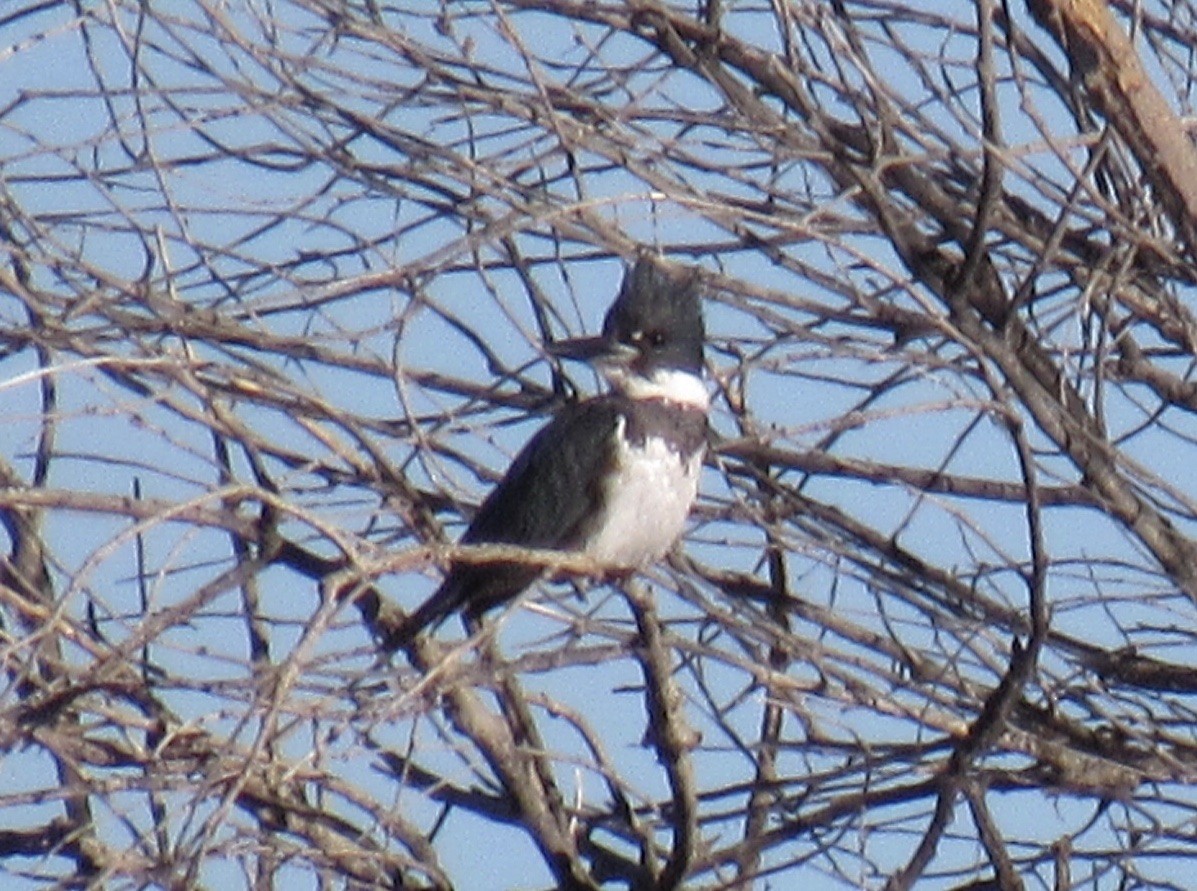 Belted Kingfisher - Emily Dunning