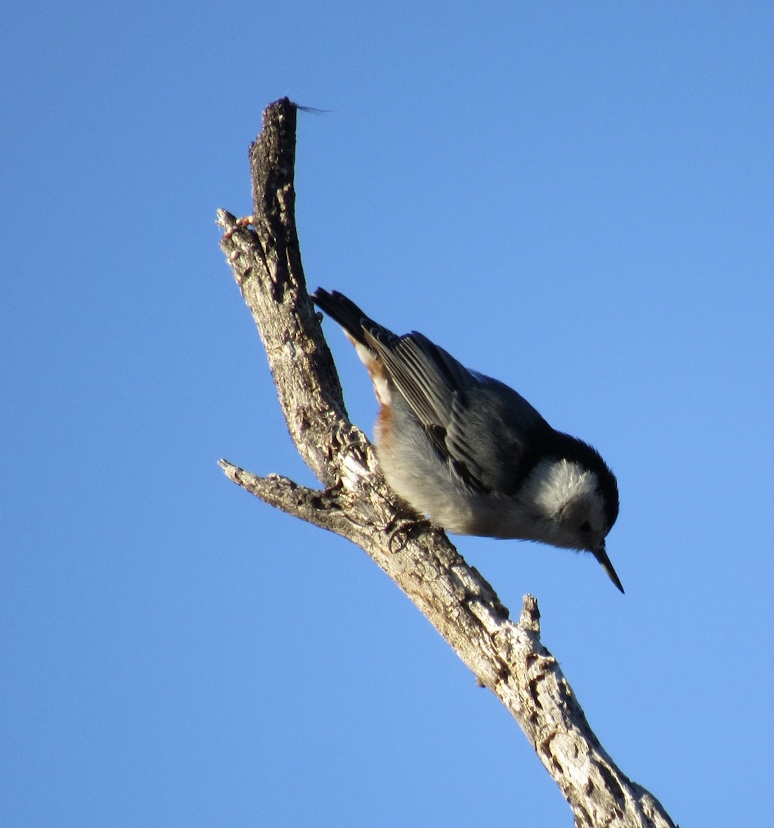 White-breasted Nuthatch - ML403374971