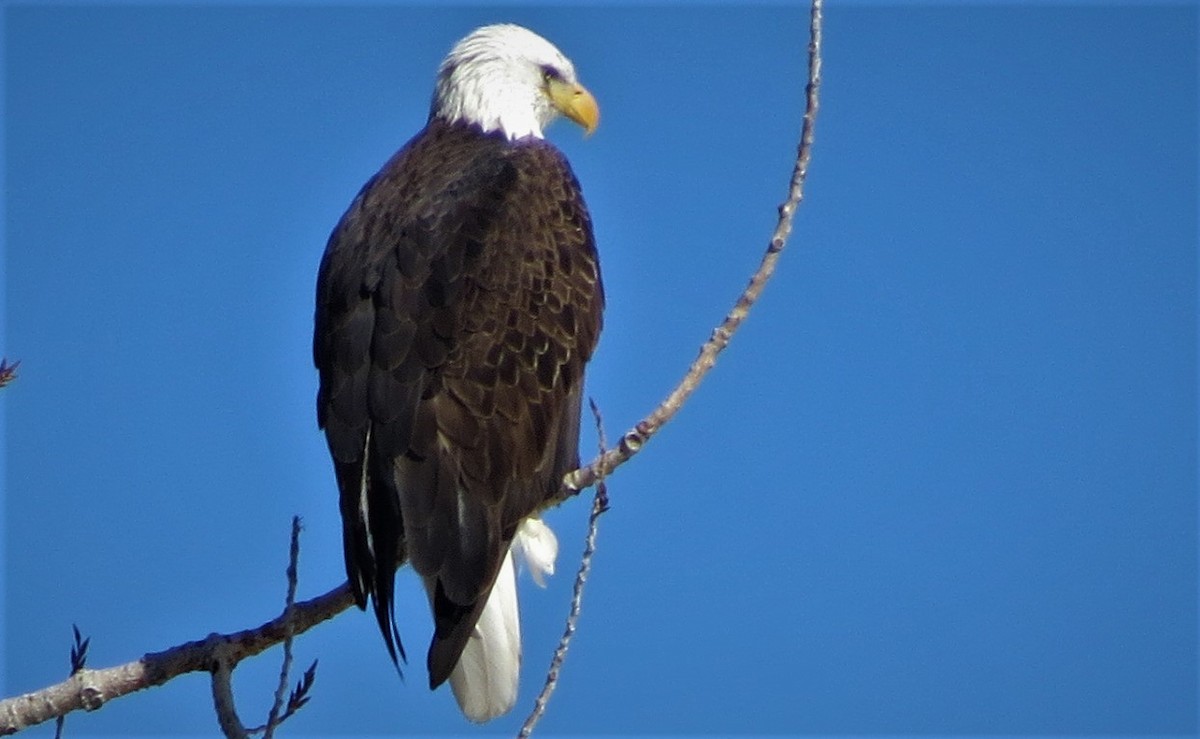 Bald Eagle - ML403375111