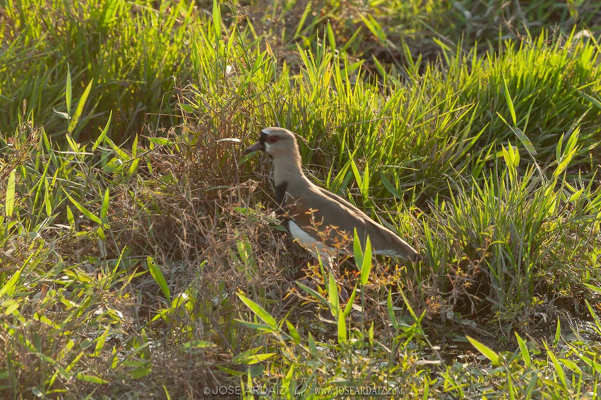 Southern Lapwing - ML403377051