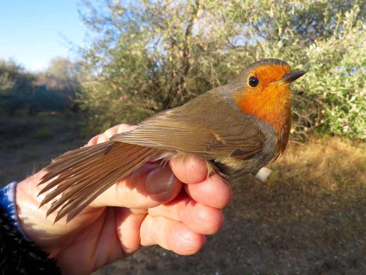 Txantxangorria - ML403377721