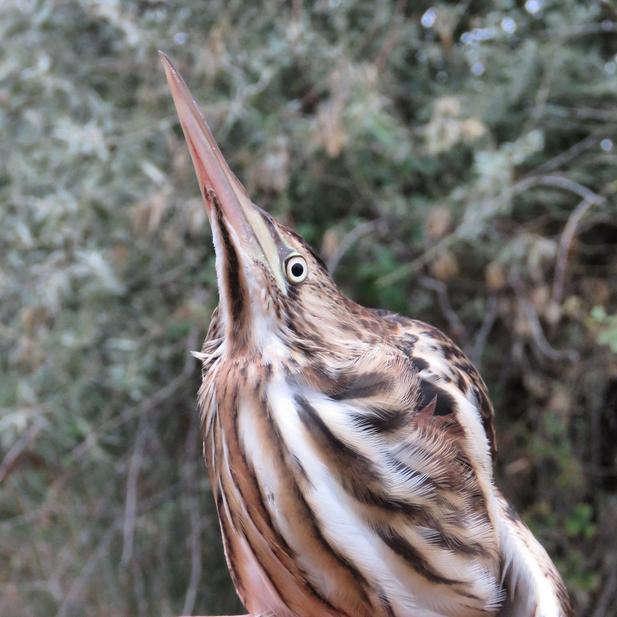 Little Bittern - ML403378571