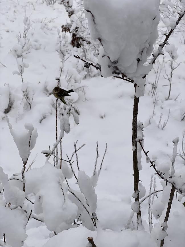 Yellow-rumped Warbler - ML403379561