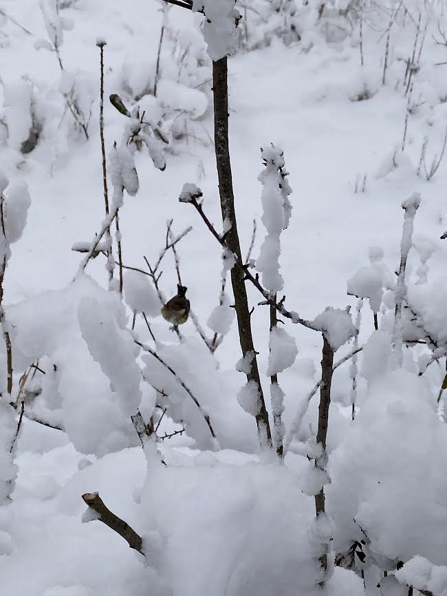 Yellow-rumped Warbler - ML403379581