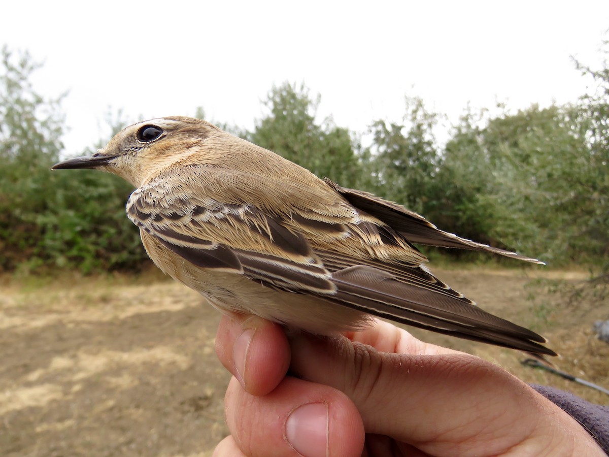 Northern Wheatear - ML403379801