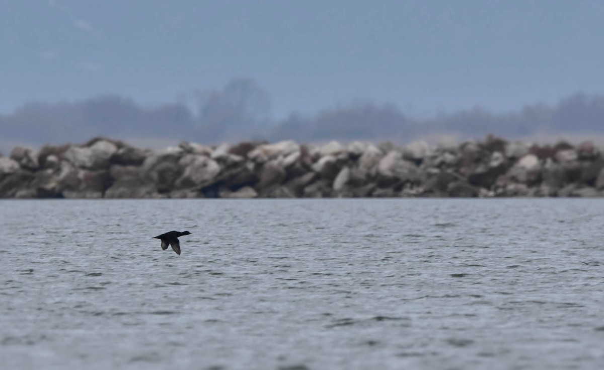 Common Scoter - ML403380221