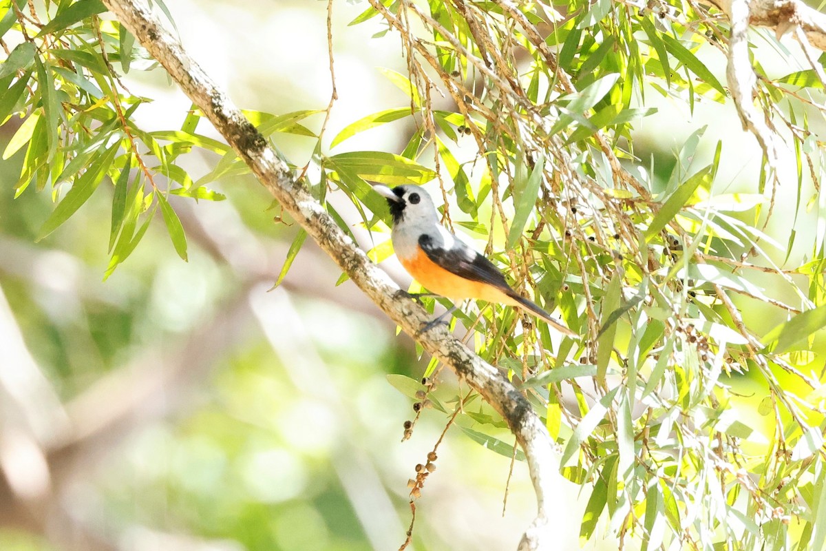 Black-winged Monarch - ML403380291