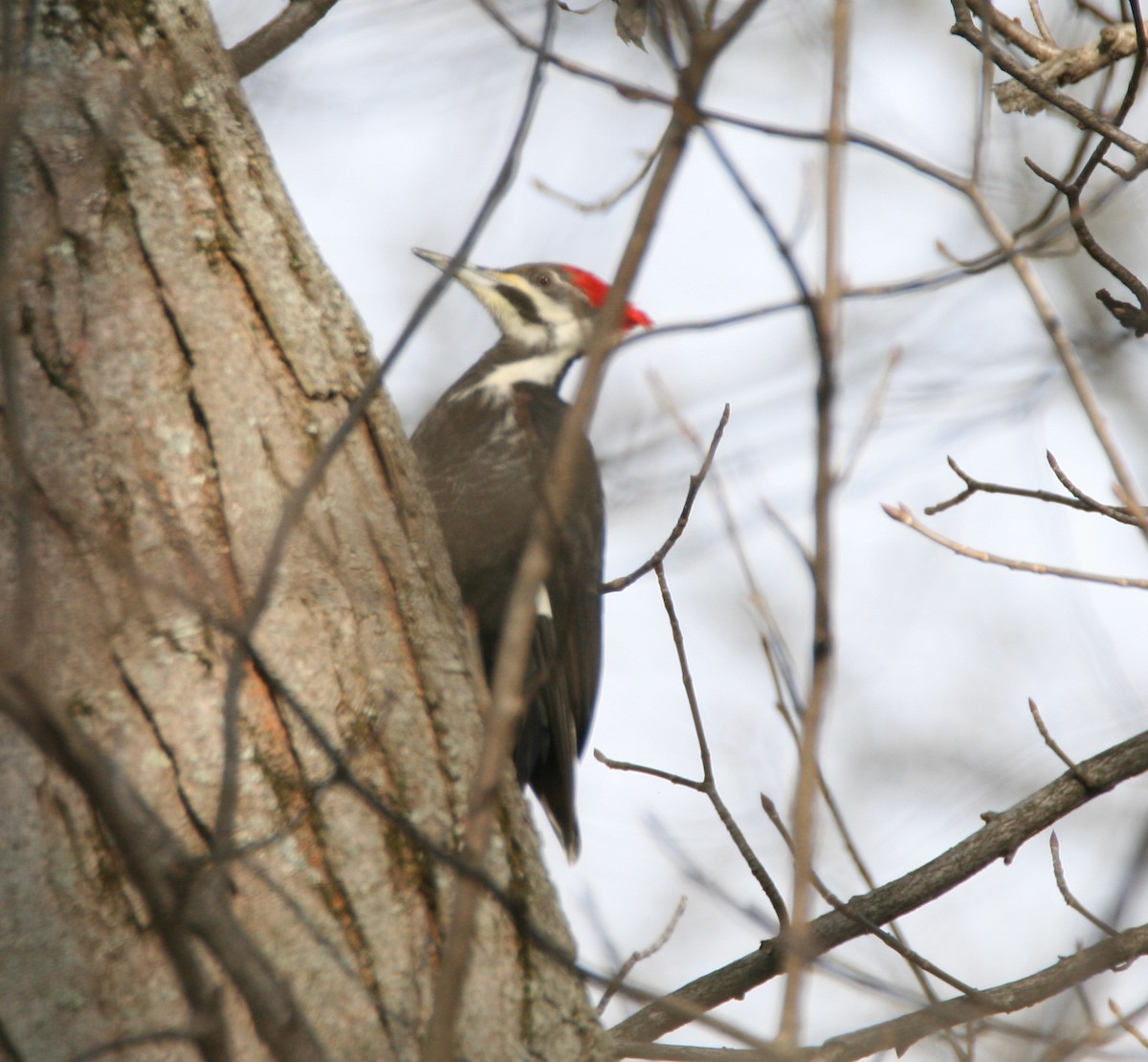 Pileated Woodpecker - ML403380941