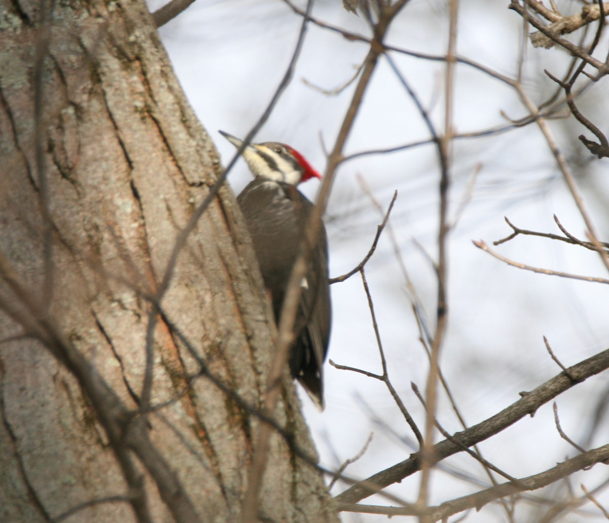 Pileated Woodpecker - ML403380951