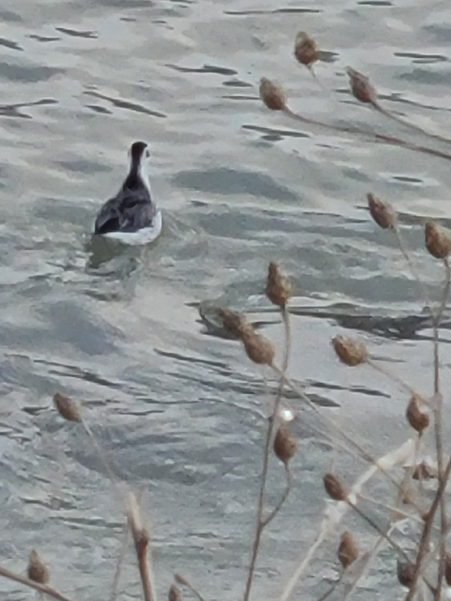 Red Phalarope - ML403381151