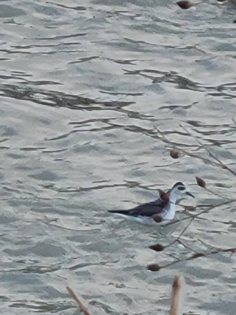 Red Phalarope - ML403381251