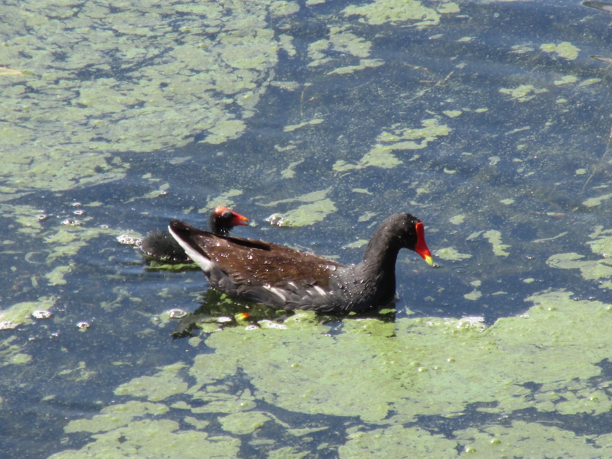 Common Gallinule - Loren Hintz