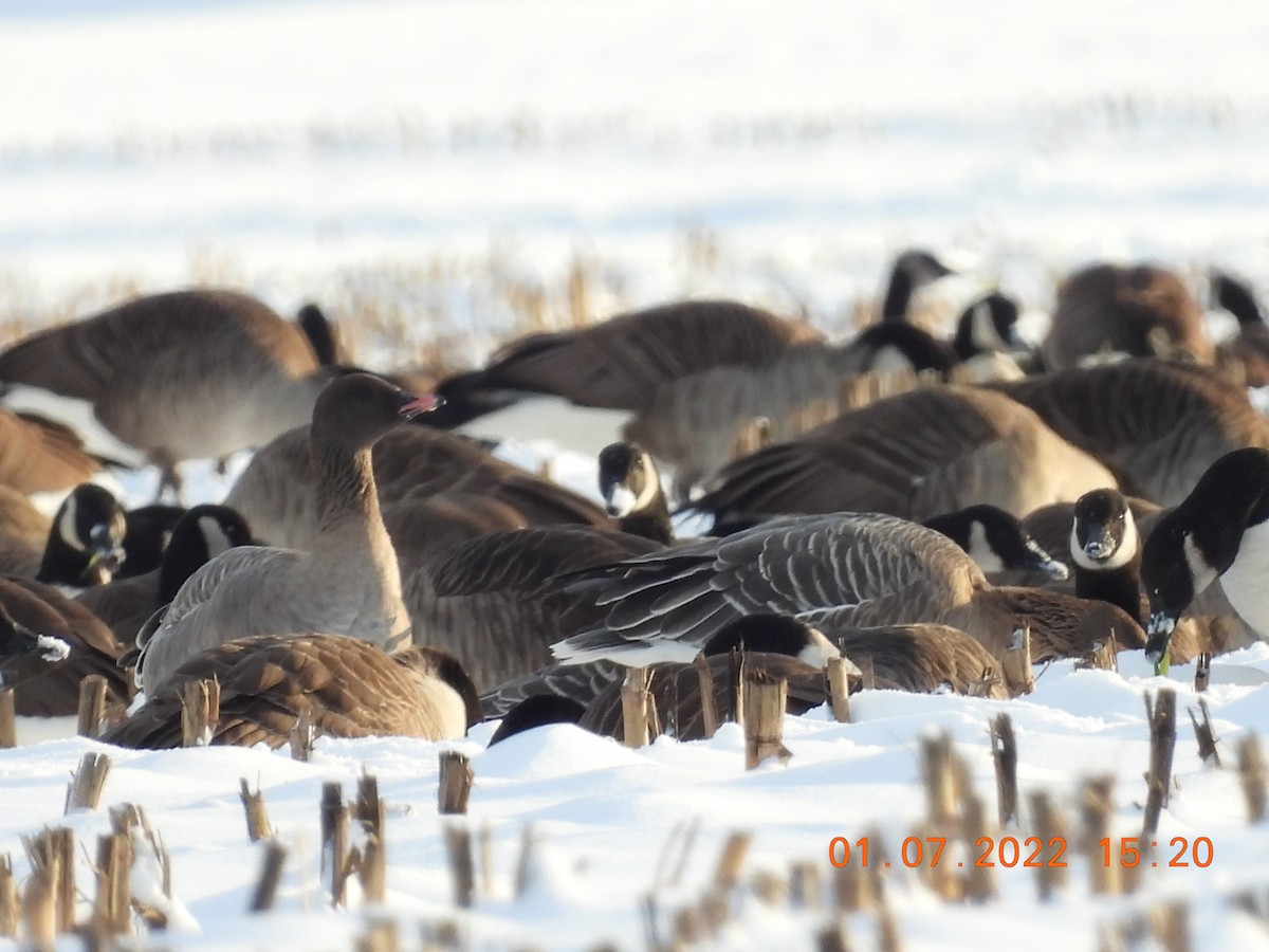 Pink-footed Goose - ML403383241