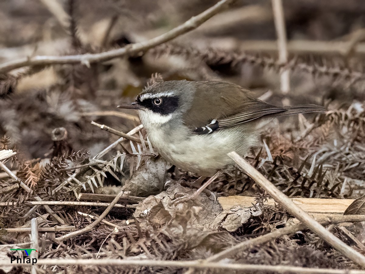 White-browed Scrubwren - Rodney Appleby