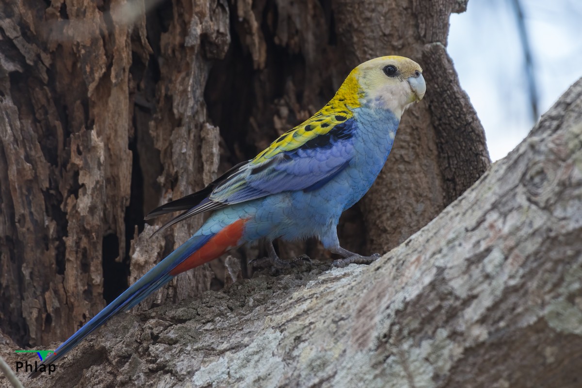 Pale-headed Rosella - ML403383691