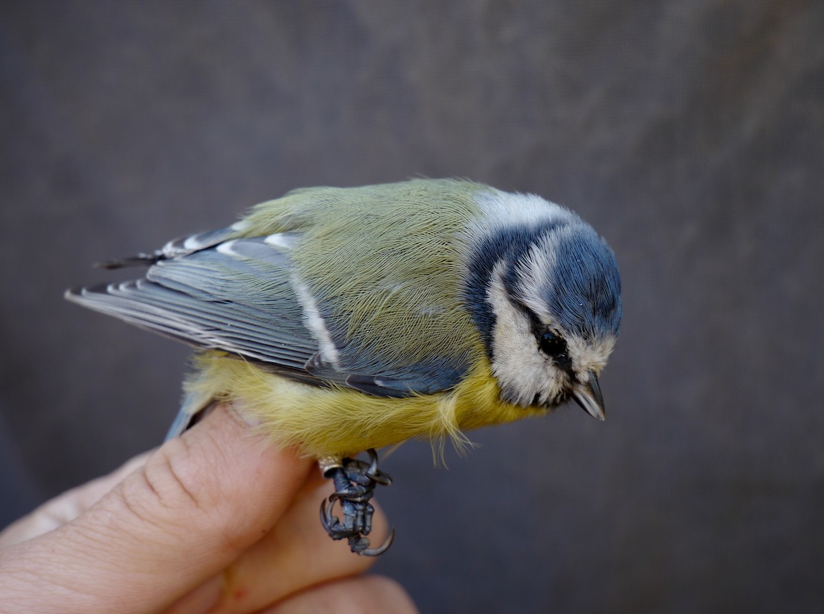 Eurasian Blue Tit - ML403383821