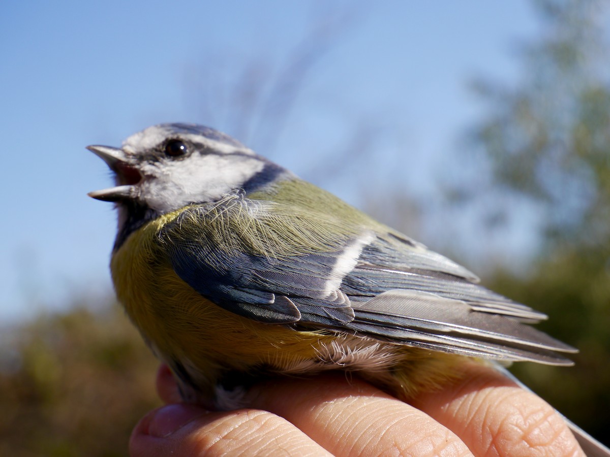 Eurasian Blue Tit - ML403383851
