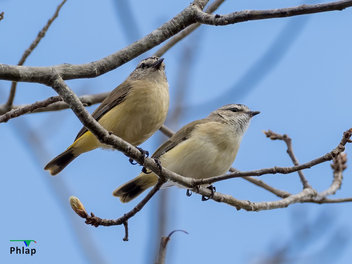 Yellow-rumped Thornbill - ML403383881