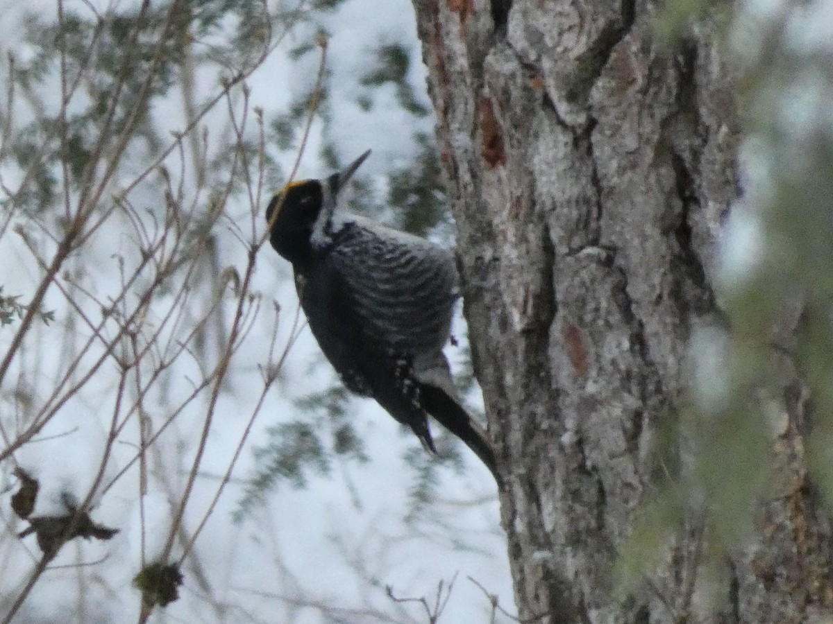 Black-backed Woodpecker - ML403384041