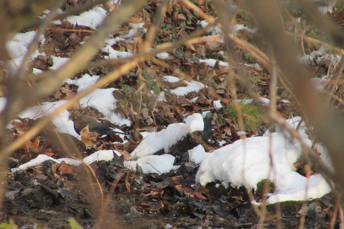 Rusty Blackbird - ML403384351