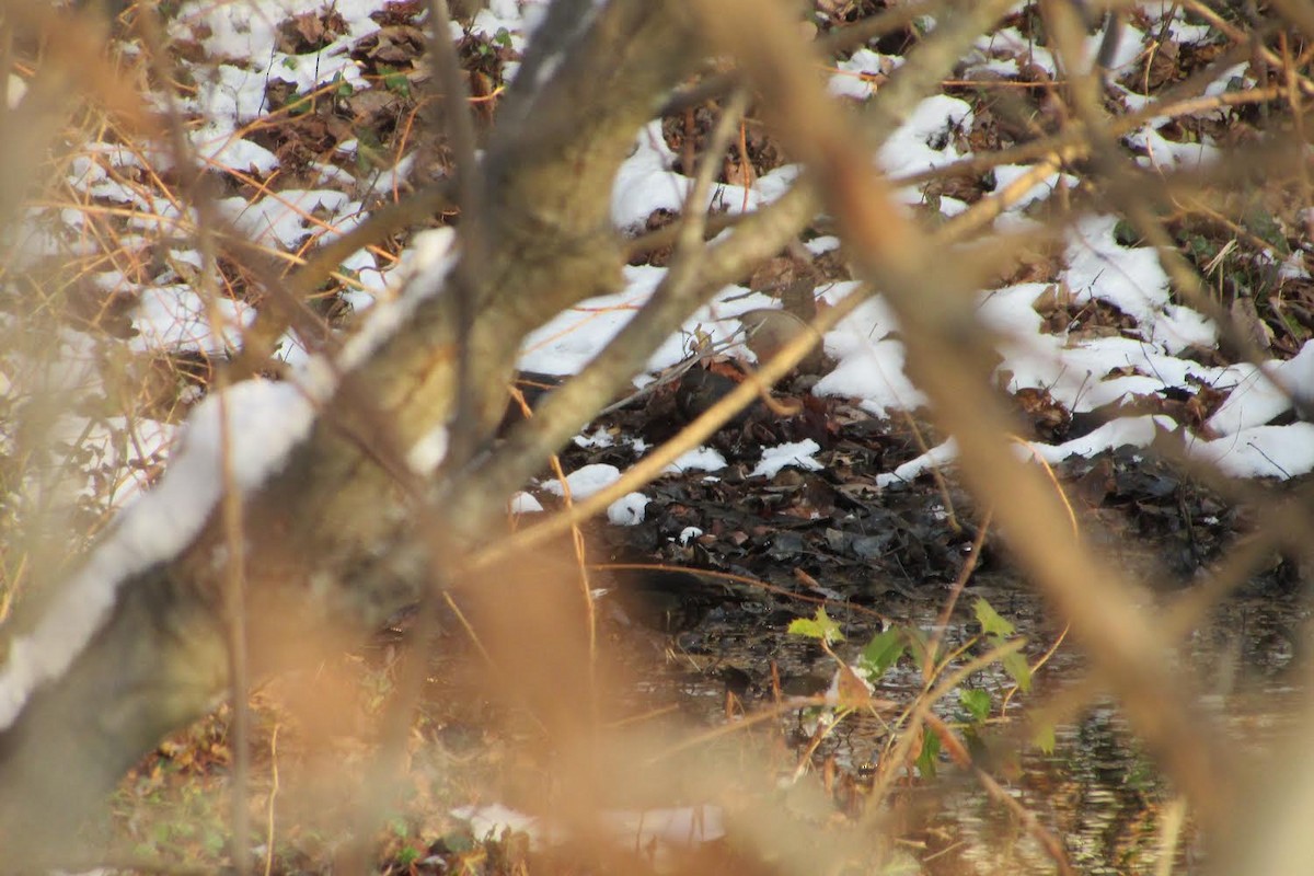 Rusty Blackbird - ML403384381