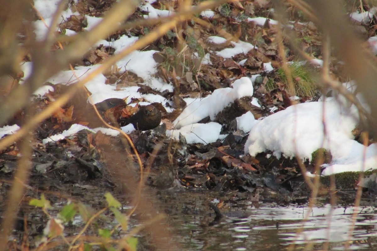 Rusty Blackbird - ML403384401