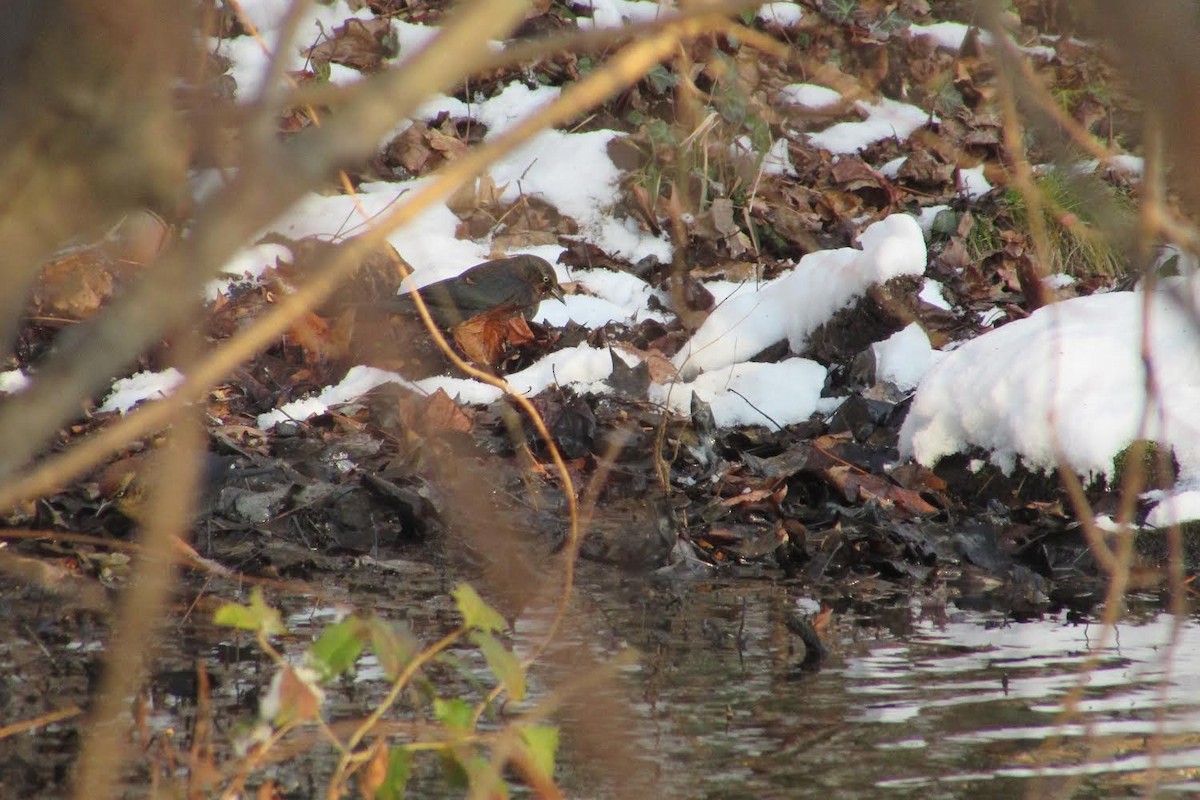 Rusty Blackbird - ML403384411
