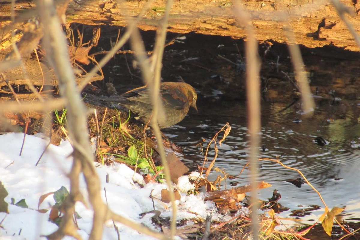 Rusty Blackbird - ML403384421