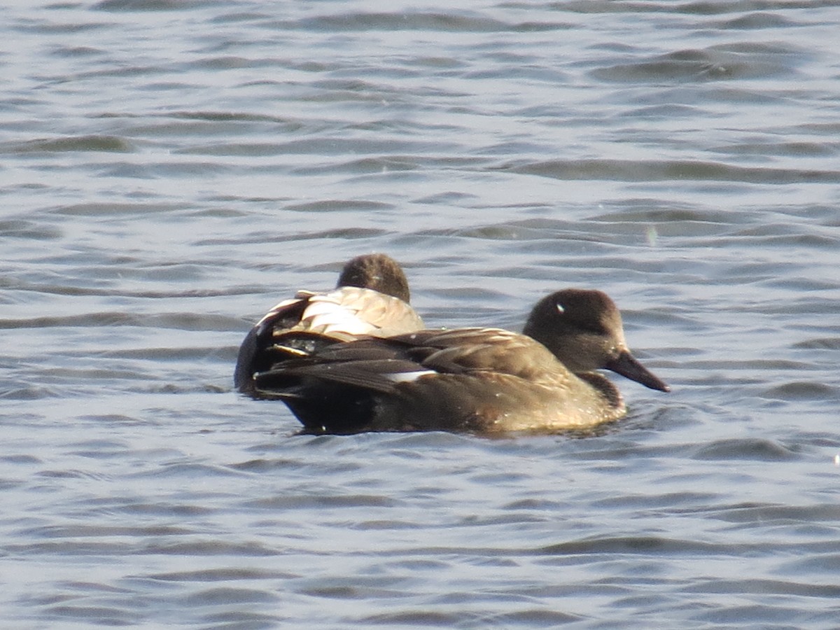 Gadwall - ML403385661