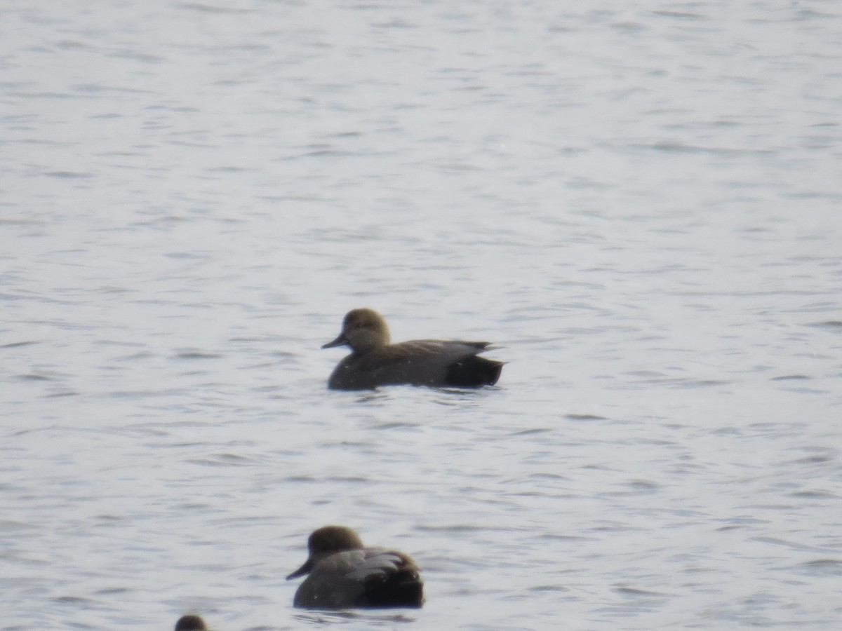 Gadwall - ML403385751