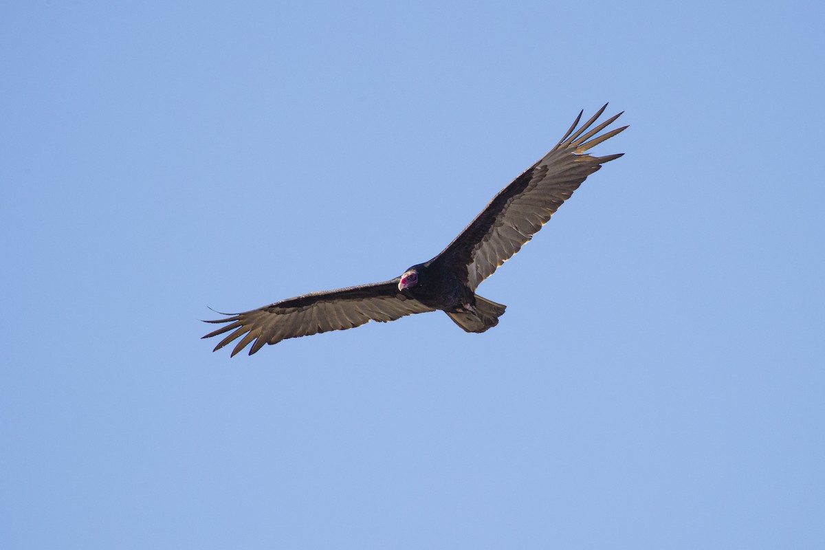 Turkey Vulture - ML403387401