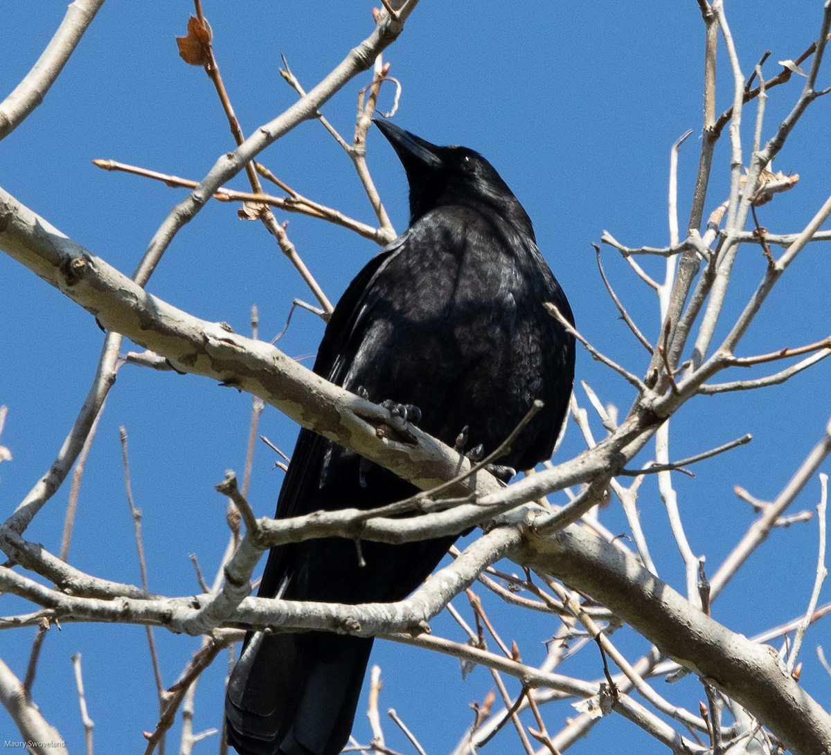 American Crow - ML403387931